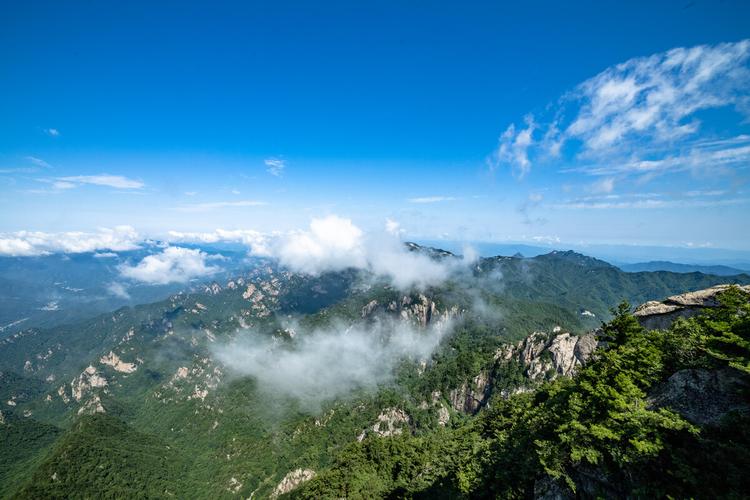 兰花网名代表什么意思（兰花网名之花语绽放）